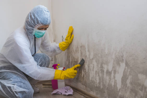 Best Commercial Mold Remediation in Tuolumne City, CA