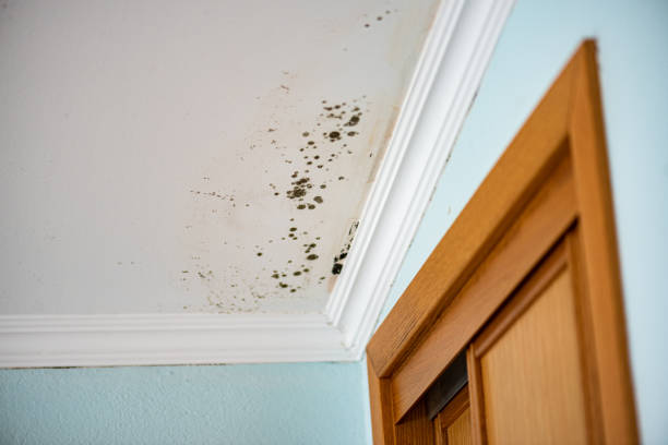 Best Kitchen Mold Remediation in Tuolumne City, CA