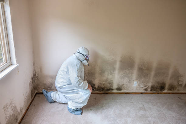 Best Black Mold Remediation in Tuolumne City, CA